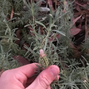 Lavandula stoechas at Hughes, ACT - 11 Dec 2020