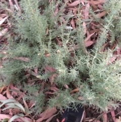 Lavandula stoechas at Hughes, ACT - 11 Dec 2020