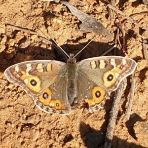 Junonia villida at Cook, ACT - 4 Sep 2020