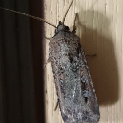 Agrotis infusa (Bogong Moth, Common Cutworm) at Cook, ACT - 8 Dec 2020 by drakes