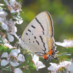 Jalmenus evagoras (Imperial Hairstreak) at Paddys River, ACT - 10 Dec 2020 by Harrisi