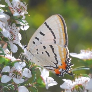 Jalmenus evagoras at Paddys River, ACT - 10 Dec 2020