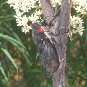 Psaltoda moerens at Paddys River, ACT - 10 Dec 2020 11:31 AM