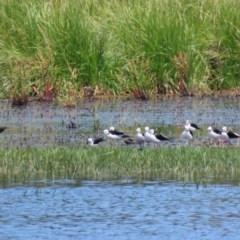 Himantopus leucocephalus (Pied Stilt) at Fyshwick, ACT - 11 Dec 2020 by RodDeb