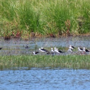 Himantopus leucocephalus at Fyshwick, ACT - 11 Dec 2020