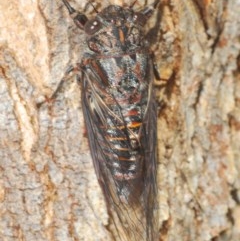 Pauropsalta mneme at Paddys River, ACT - 10 Dec 2020