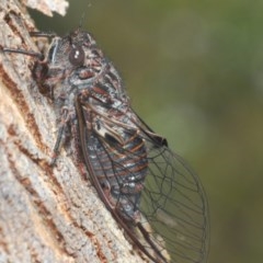 Pauropsalta mneme at Paddys River, ACT - 10 Dec 2020