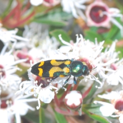 Castiarina flavopicta (Flavopicta jewel beetle) at Paddys River, ACT - 10 Dec 2020 by Harrisi