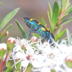 Castiarina flavopicta at Paddys River, ACT - 10 Dec 2020