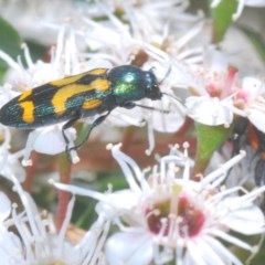 Castiarina flavopicta at Paddys River, ACT - 10 Dec 2020