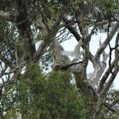 Native tree with hollow(s) (Native tree with hollow(s)) at Lilli Pilli, NSW - 10 Dec 2020 by nickhopkins