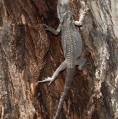 Pogona barbata (Eastern Bearded Dragon) at Mount Painter - 10 Dec 2020 by Roger