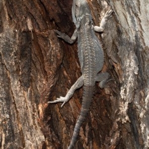 Pogona barbata at Holt, ACT - 10 Dec 2020