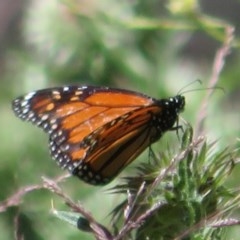 Danaus plexippus (Monarch) at Mount Clear, ACT - 11 Dec 2020 by Christine