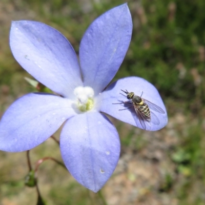 Australiphthiria hilaris (Slender Bee Fly) at Mount Clear, ACT - 11 Dec 2020 by Christine