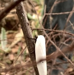 Maroga melanostigma (Pecan Stem Girdler) at Jerrabomberra Wetlands - 11 Dec 2020 by OllieCal