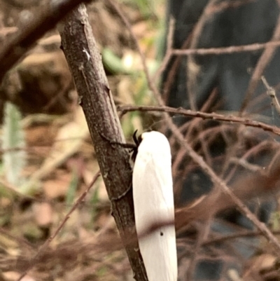 Maroga melanostigma (Pecan Stem Girdler) at Fyshwick, ACT - 11 Dec 2020 by OllieCal