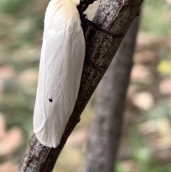 Maroga melanostigma at Fyshwick, ACT - 12 Dec 2020