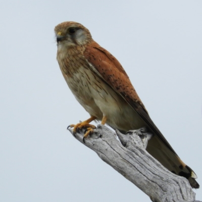 Falco cenchroides (Nankeen Kestrel) at Kambah, ACT - 10 Dec 2020 by MatthewFrawley