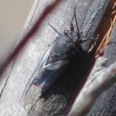 Yoyetta sp. (genus) (Firetail or Ambertail Cicada) at Booth, ACT - 11 Dec 2020 by Christine