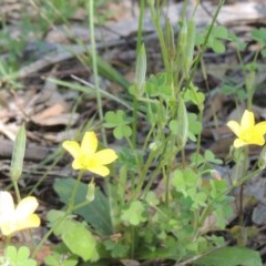 Oxalis perennans (Grassland Wood Sorrel) at Tuggeranong Hill - 3 Nov 2020 by michaelb