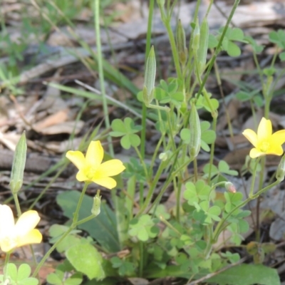 Oxalis perennans (Grassland Wood Sorrel) at Conder, ACT - 3 Nov 2020 by michaelb