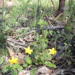 Oxalis perennans at Conder, ACT - 3 Nov 2020