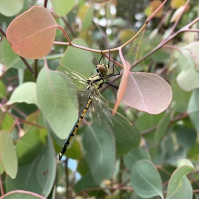 Hemicordulia tau (Tau Emerald) at Fyshwick, ACT - 12 Dec 2020 by OllieCal