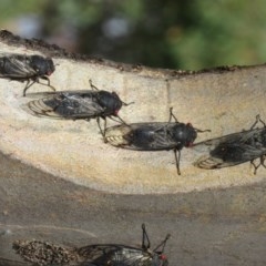 Psaltoda moerens (Redeye cicada) at Holt, ACT - 10 Dec 2020 by Christine