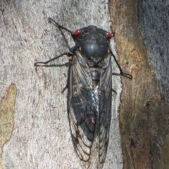 Psaltoda moerens at Holt, ACT - 10 Dec 2020 05:08 PM