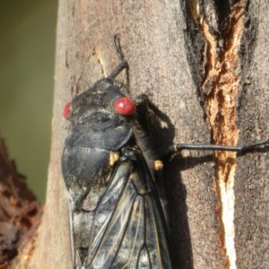 Psaltoda moerens at Holt, ACT - 10 Dec 2020 05:08 PM