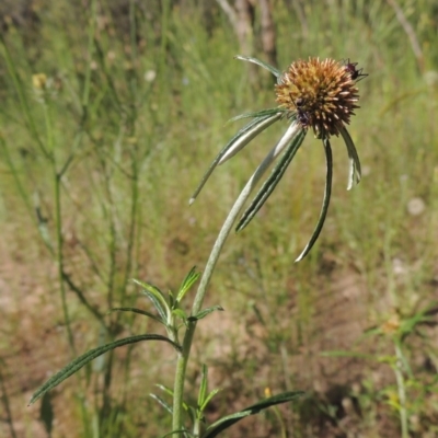 Euchiton sphaericus (Star Cudweed) at Tuggeranong Hill - 3 Nov 2020 by michaelb