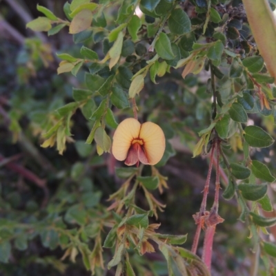 Bossiaea buxifolia (Matted Bossiaea) at Tuggeranong Hill - 3 Nov 2020 by michaelb