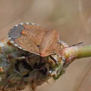 Dictyotus conspicuus at O'Connor, ACT - 11 Dec 2020