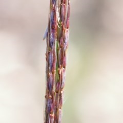 Bothriochloa macra (Red Grass, Red-leg Grass) at O'Connor, ACT - 11 Dec 2020 by ConBoekel