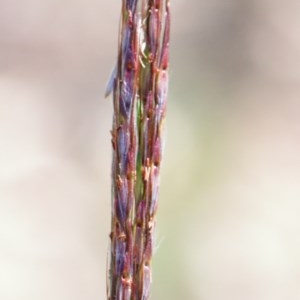 Bothriochloa macra at O'Connor, ACT - 11 Dec 2020