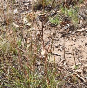 Bothriochloa macra at O'Connor, ACT - 11 Dec 2020