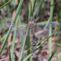 Hemicordulia tau (Tau Emerald) at O'Connor, ACT - 11 Dec 2020 by ConBoekel