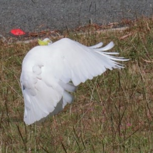 Cacatua galerita at O'Connor, ACT - 11 Dec 2020