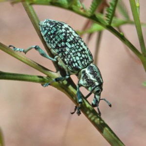 Chrysolopus spectabilis at Acton, ACT - 11 Dec 2020