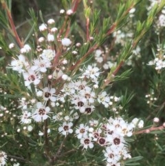 Kunzea ericoides (Burgan) at Bruce, ACT - 11 Dec 2020 by goyenjudy