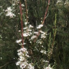 Kunzea ericoides at Bruce, ACT - 12 Dec 2020