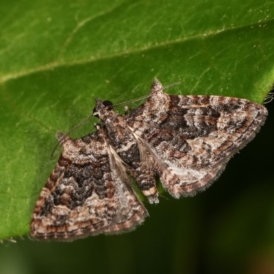 Phrissogonus laticostata (Apple looper moth) at Melba, ACT - 16 Nov 2020 by kasiaaus