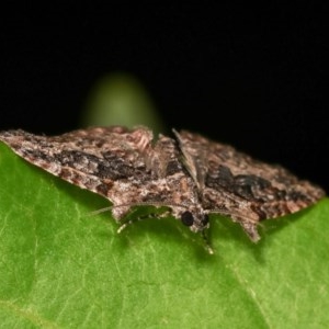 Phrissogonus laticostata at Melba, ACT - 16 Nov 2020