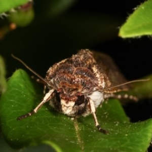 Agrotis (genus) at Melba, ACT - 16 Nov 2020