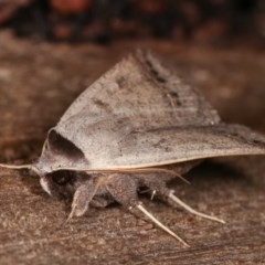 Pantydia sparsa at Melba, ACT - 16 Nov 2020 10:04 PM