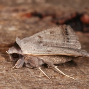 Pantydia sparsa at Melba, ACT - 16 Nov 2020 10:04 PM