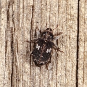 Achopera maculata at Melba, ACT - 16 Nov 2020