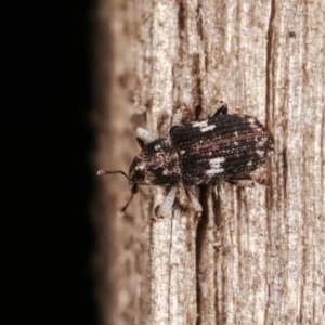 Achopera maculata at Melba, ACT - 16 Nov 2020