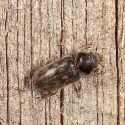 Heterocerus sp. (genus) (Variegated mud beetle) at Melba, ACT - 16 Nov 2020 by kasiaaus